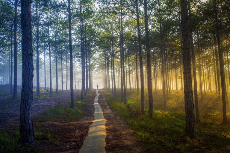 trees, path, forest-4530030.jpg